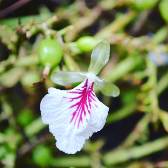 Cardamom Extract - Single Origin